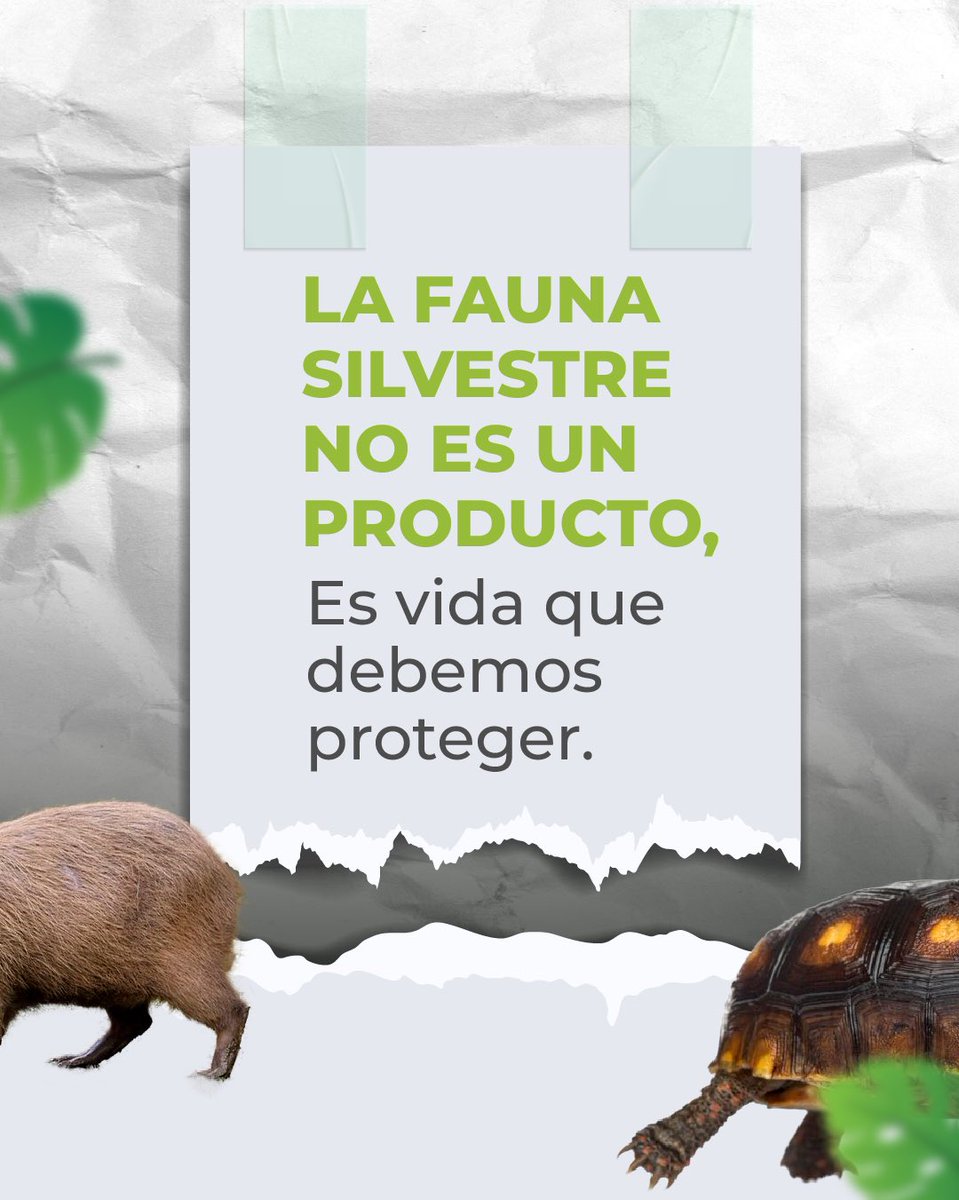 Corpocesar tweet media