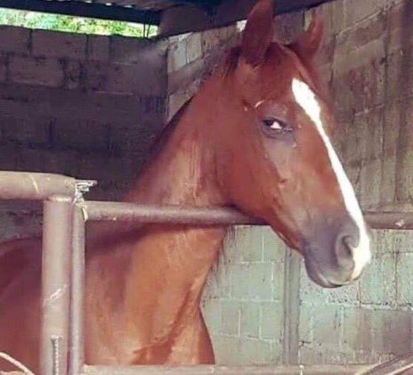 𝑆𝑎𝑙𝑔𝑜𝑠 🪴🇵🇸 tweet media