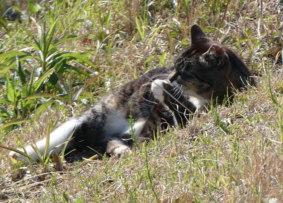 潤一朗🐾猫にシュシュ❁ tweet media