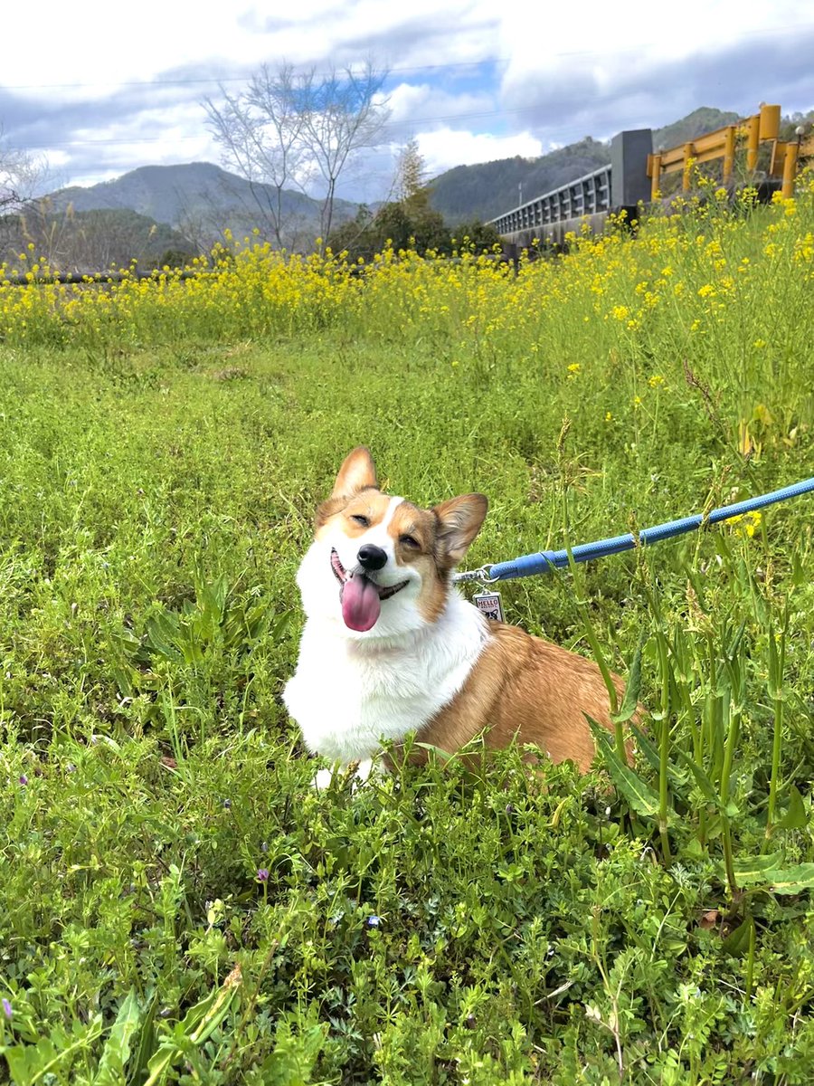 sue3🐈‍⬛💙💜コーギー@ひめ tweet media