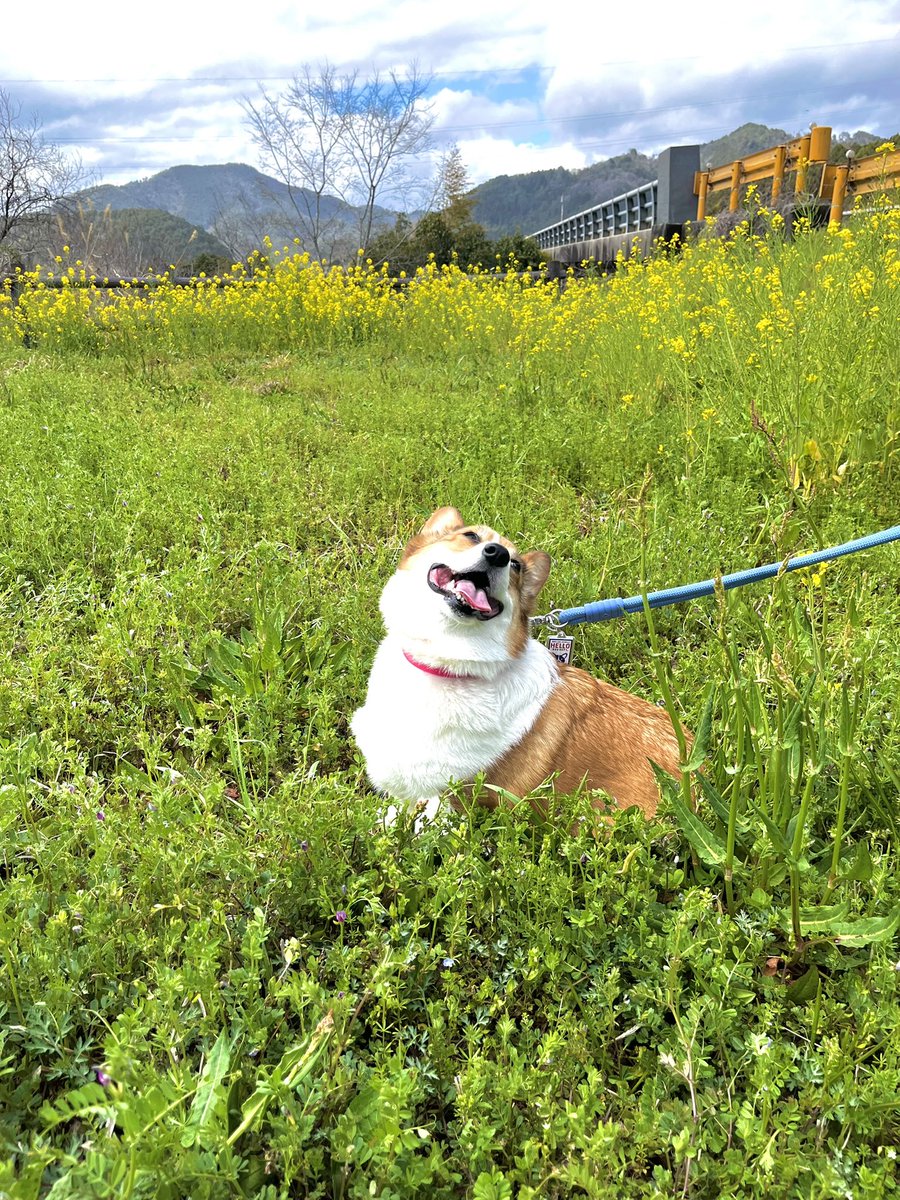 sue3🐈‍⬛💙💜コーギー@ひめ tweet media