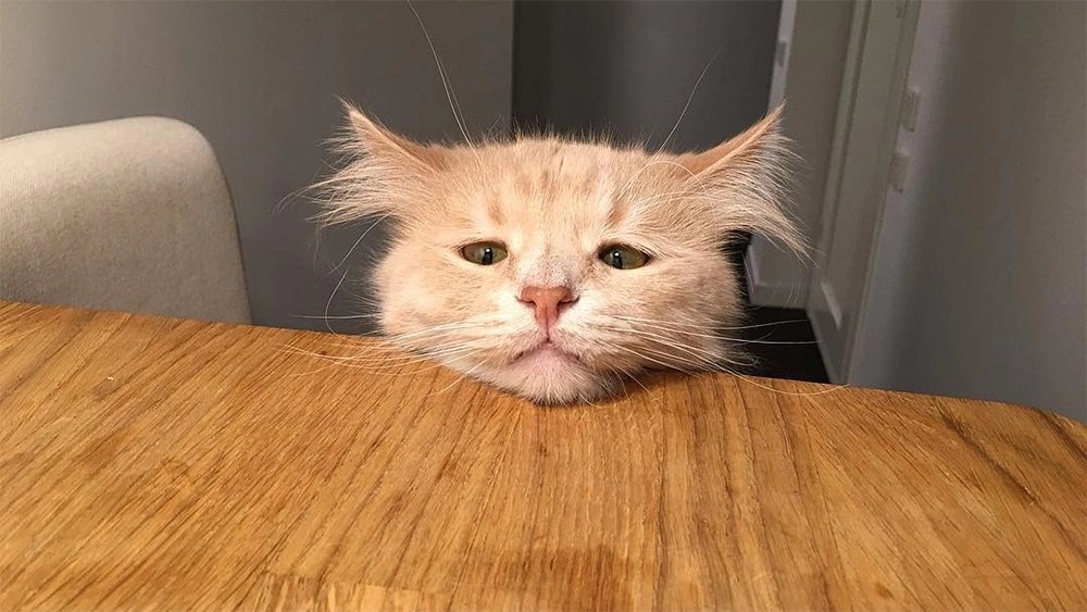 SertyMON tweet media