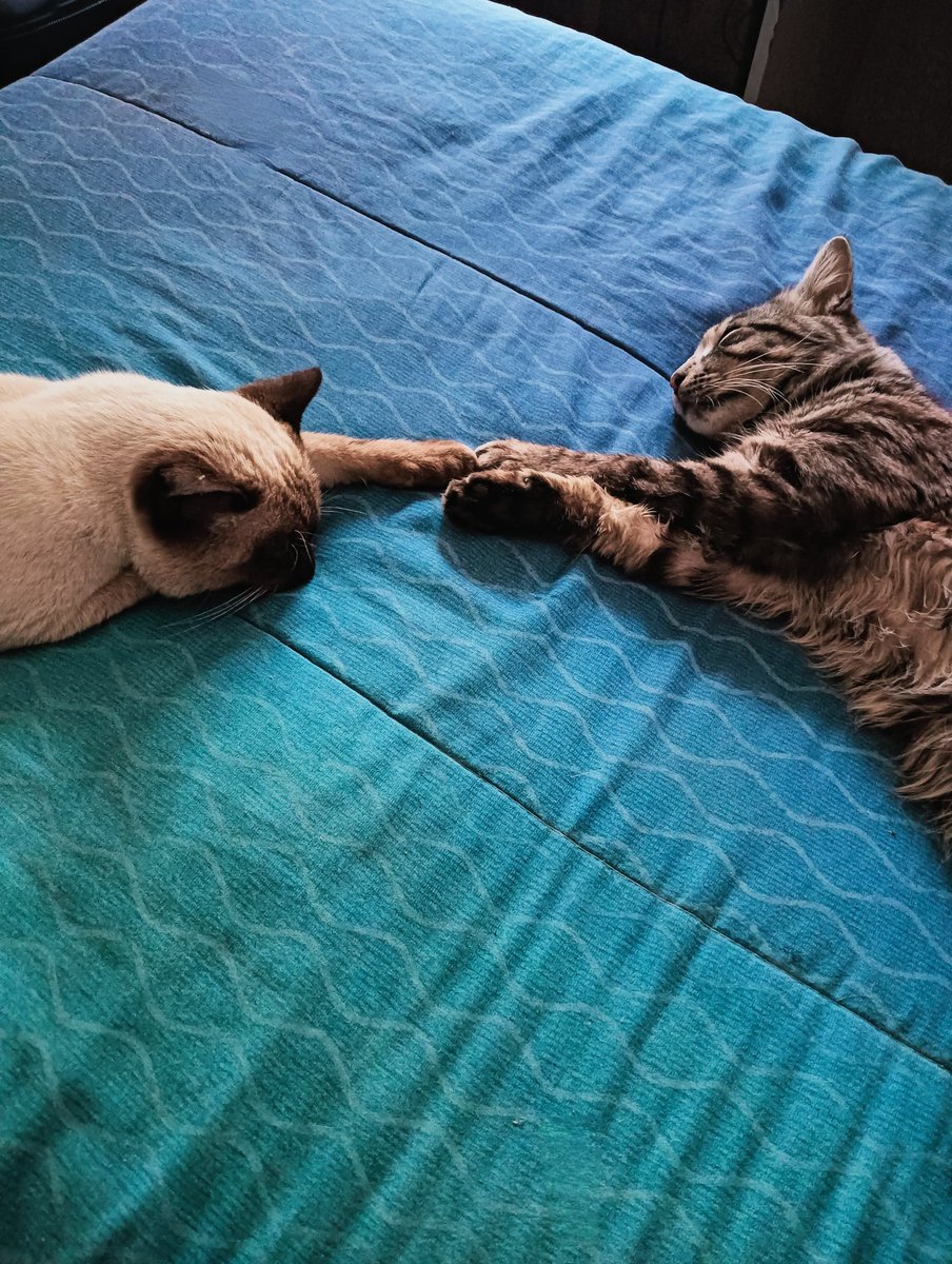 jace⁷ loves BENEE ☞ ia |👽💖 ۞ ۞ tweet media