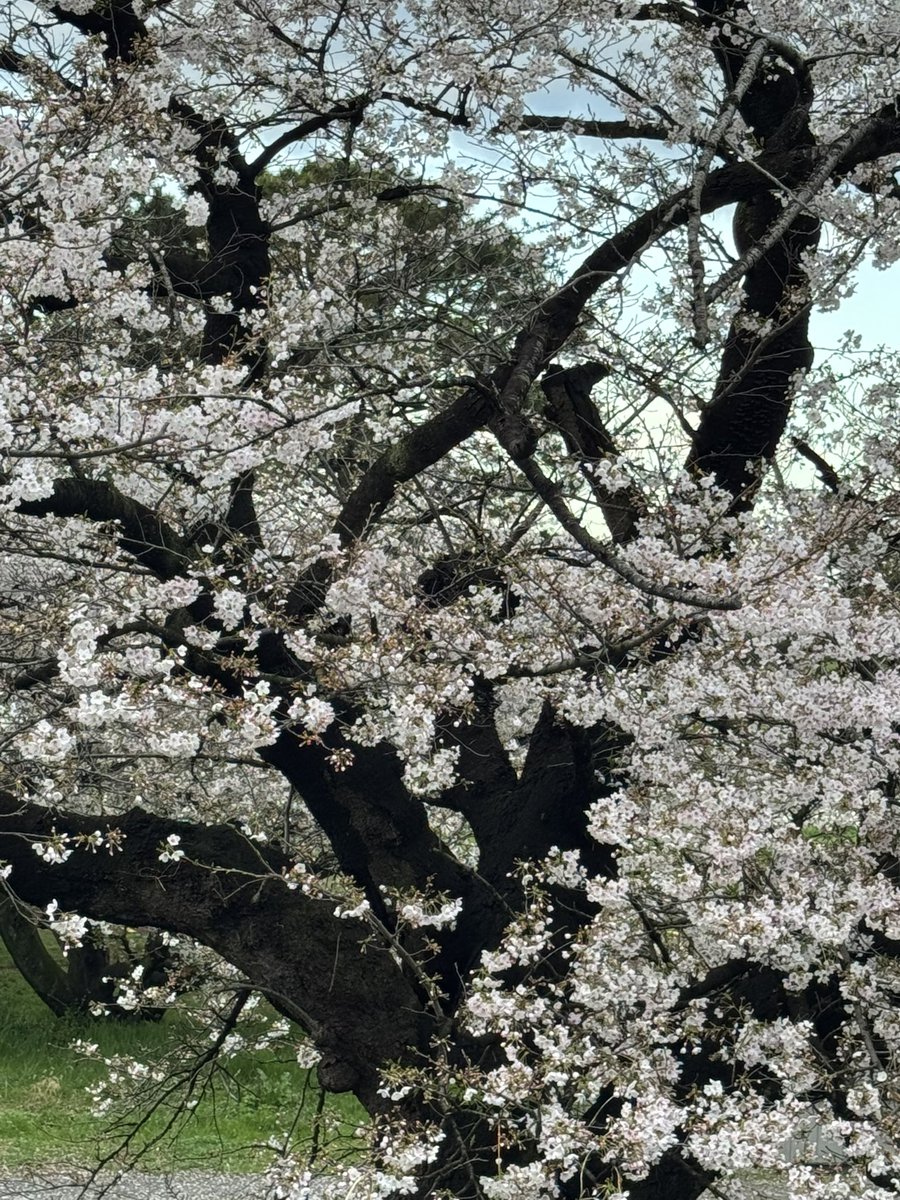 スペーシア07 tweet media