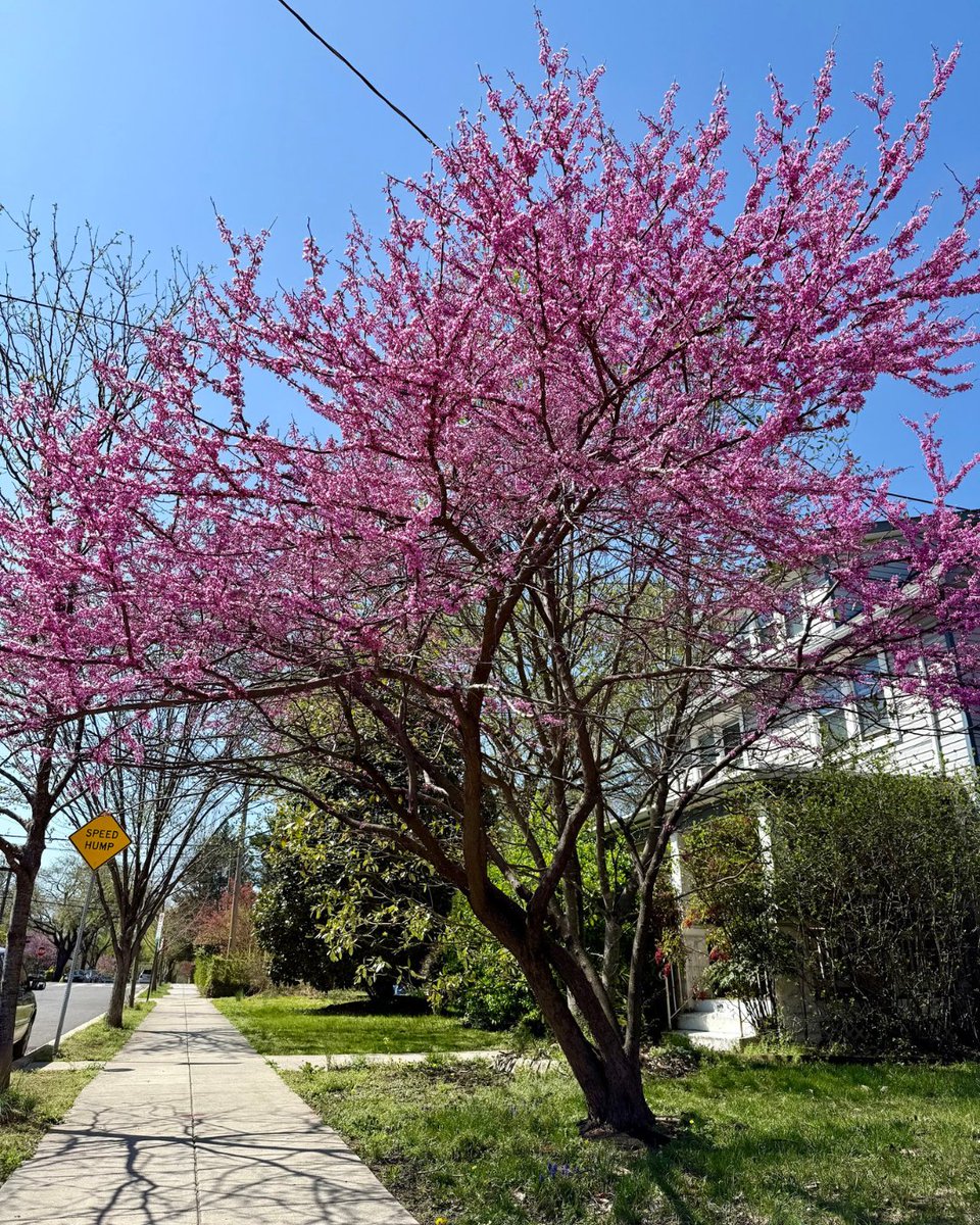 Casey Trees tweet media
