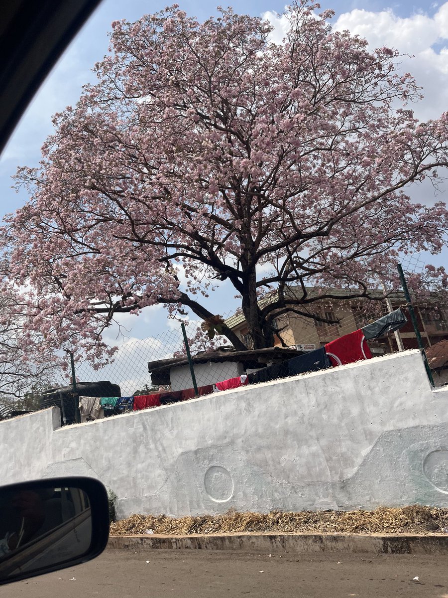 Igwe of Enugu tweet media