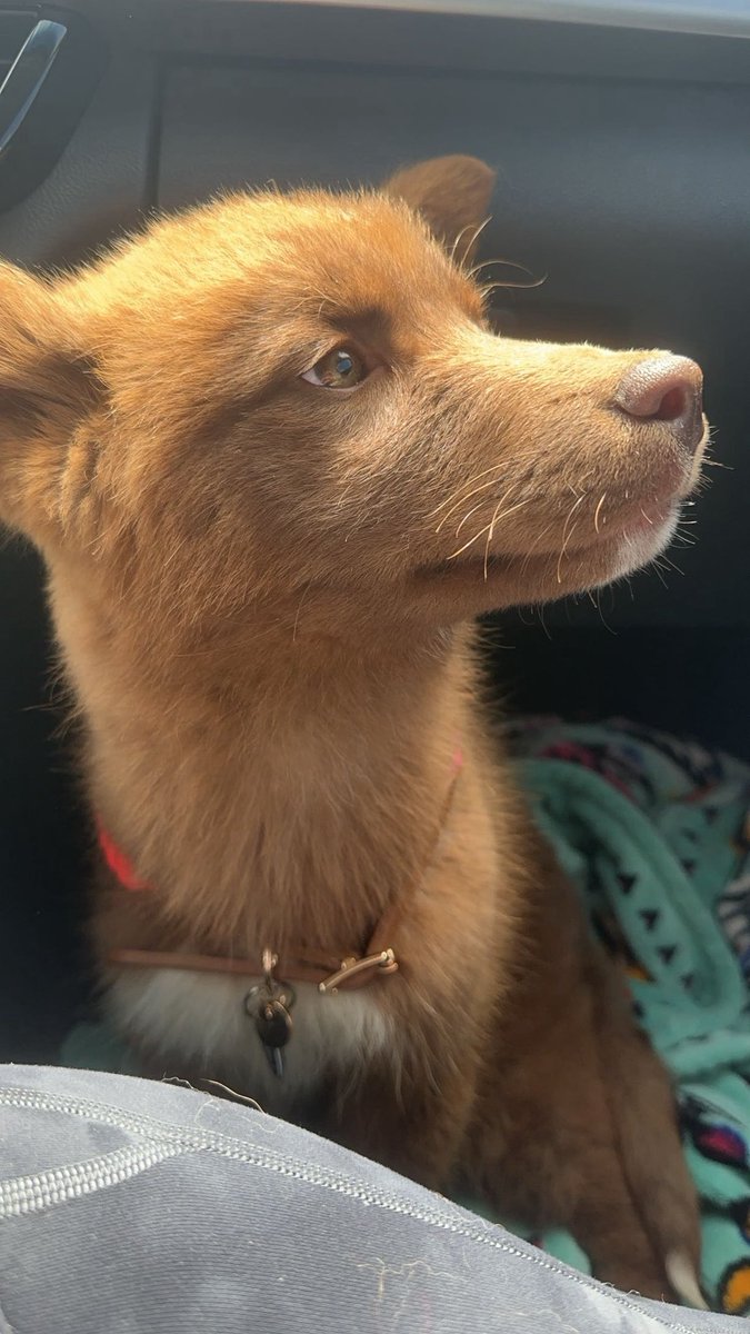 Connor Herring tweet media