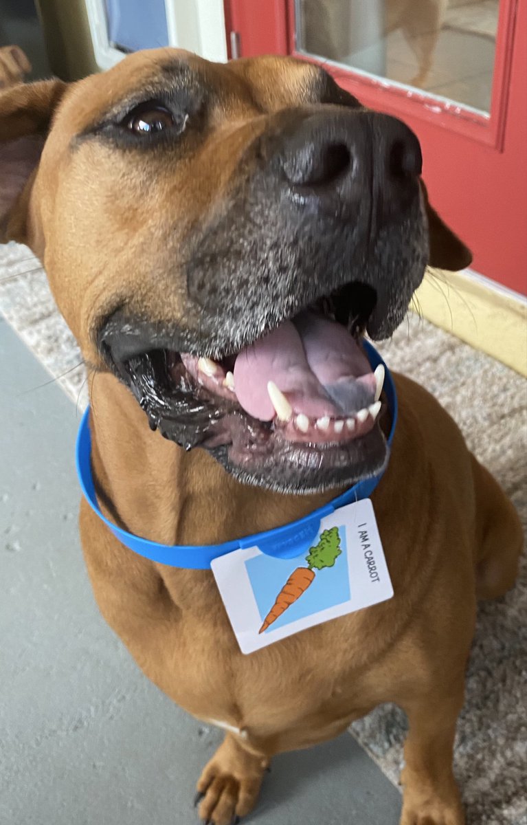 Dick Patella tweet media