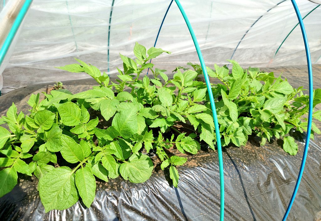 TAMA@家庭菜園･野菜栽培 tweet media