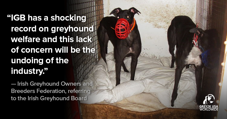 GREY2KUSA's tweet image. Irish racing industry admits to the killing of 3,000 dogs per year, but with €19.82 million in annual subsidies, GRI and its allies will continue to defend their cruel and deadly business. #sad

"It's such a wonderful sport. I can't see it ever dying here. We're too much