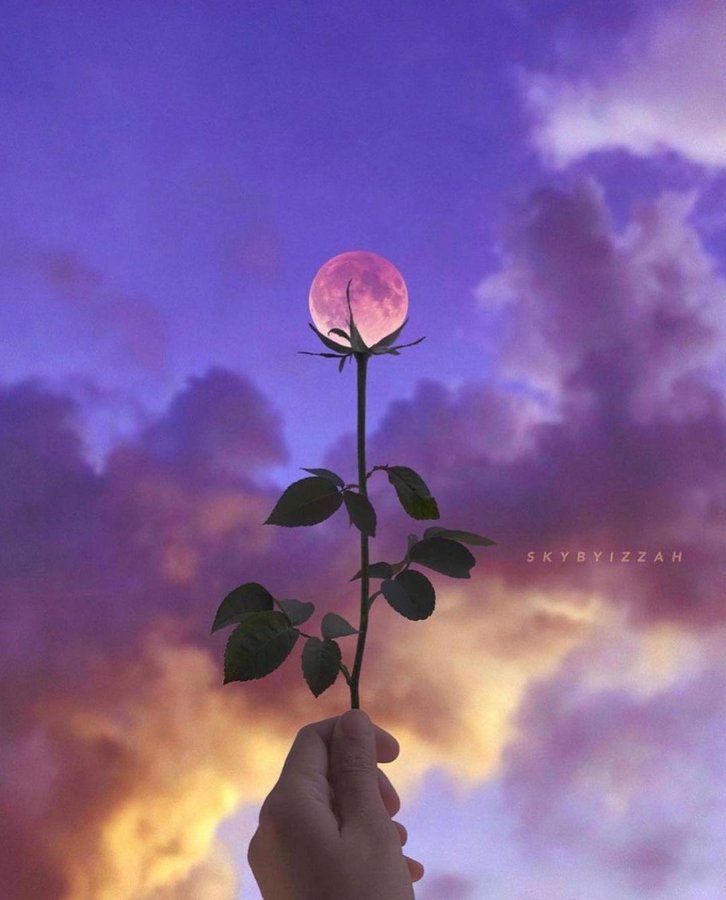 MayaSol27's tweet photo. Una flor lunar https://t.co/yCmx4GQaP1