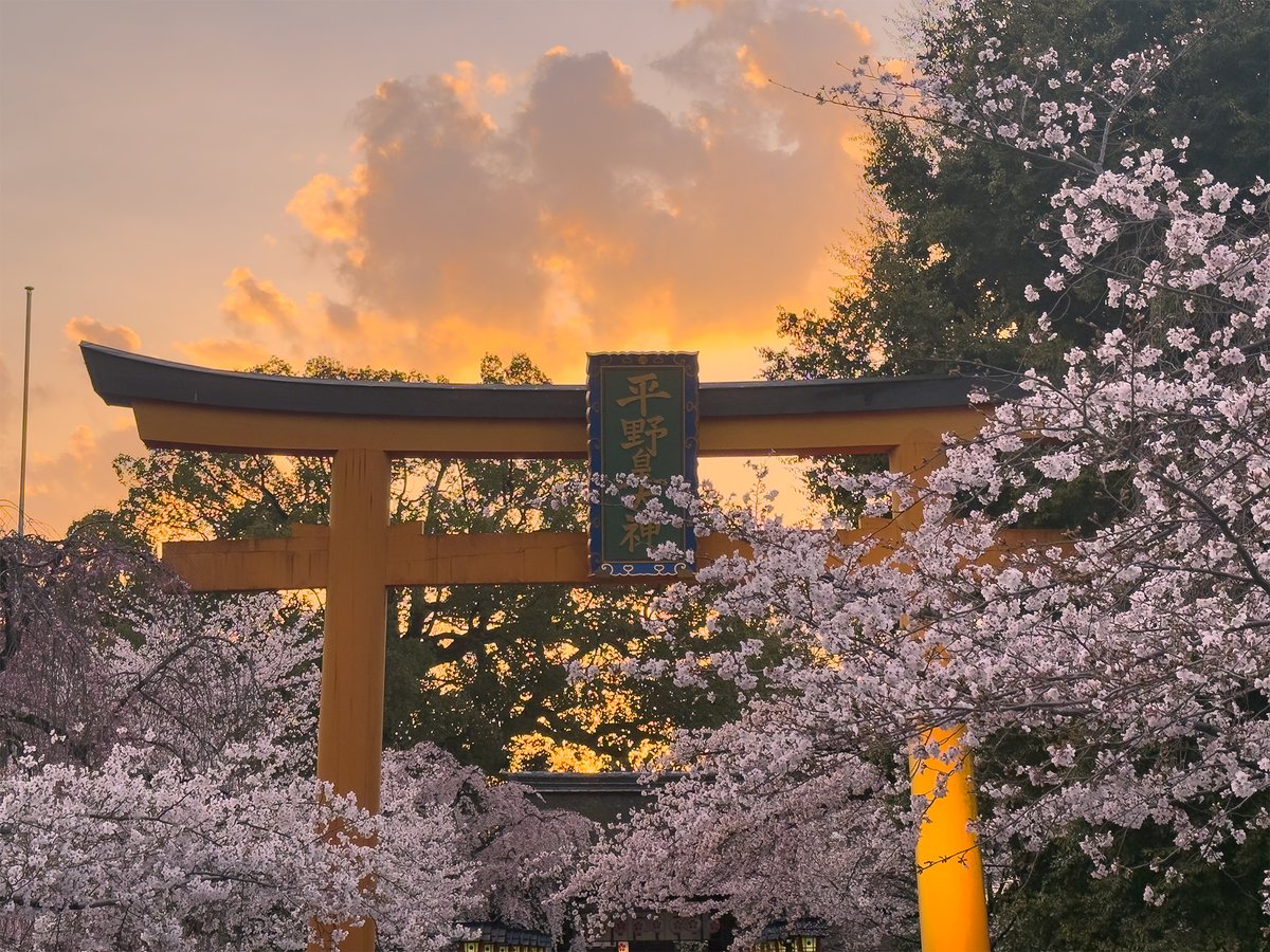 eiLCLLQs0lQq24O's tweet photo. 西陣の桜ってなぜか観光客には注目されない場所ですけど、地元民にとってはこのエリアだけで十分に京都の桜を堪能できます

写真は1枚目から平野神社、立本寺、本法寺、妙顕寺
#京都を巡る https://t.co/bs2m6cINMD