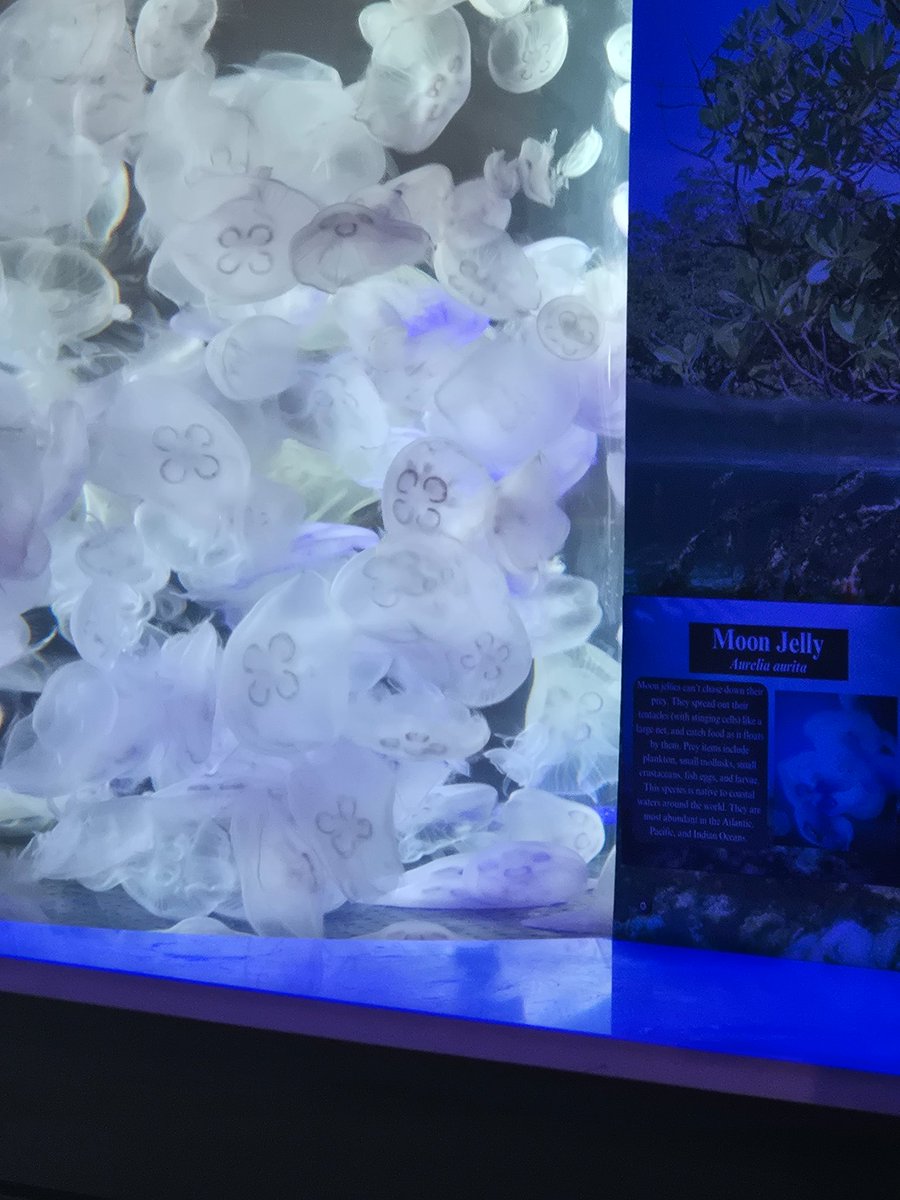 𝕔𝕣𝕚𝕤𝕚𝕤 ❤️‍🩹🧵 | doll vtuber tweet media