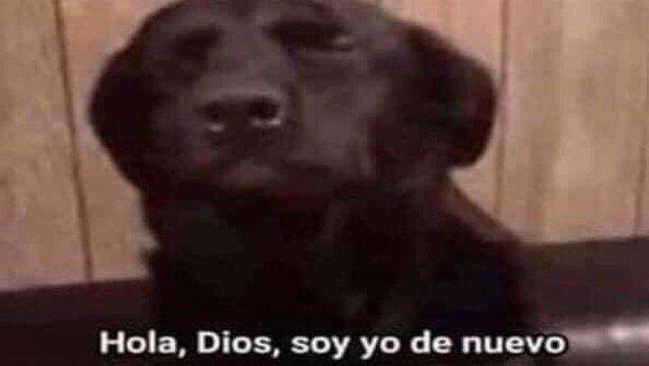 Elcanchas tweet media