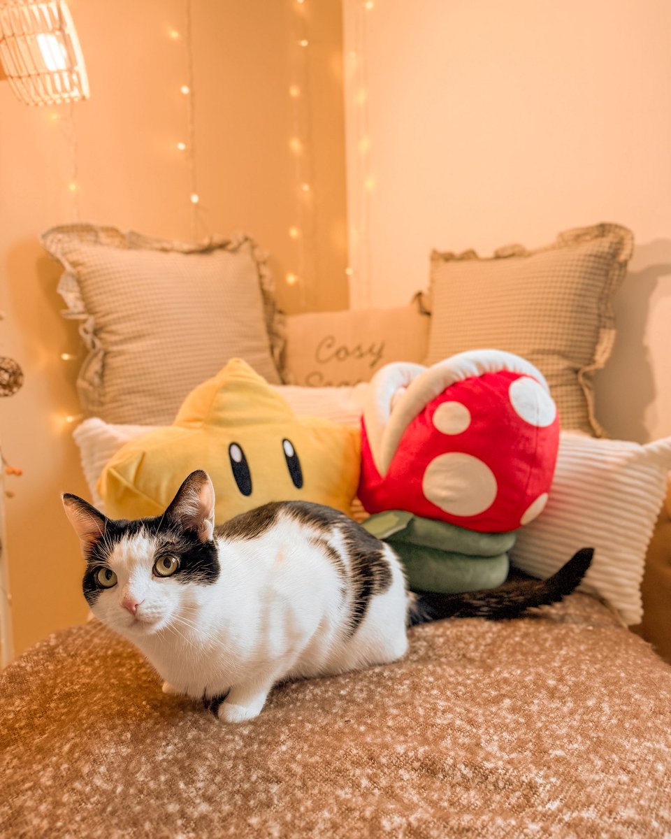 Kiwi🥝 tweet media