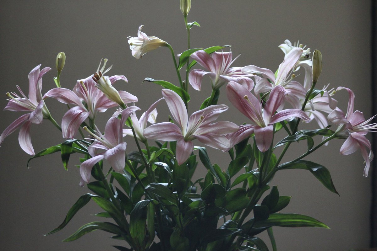 العـنود tweet media