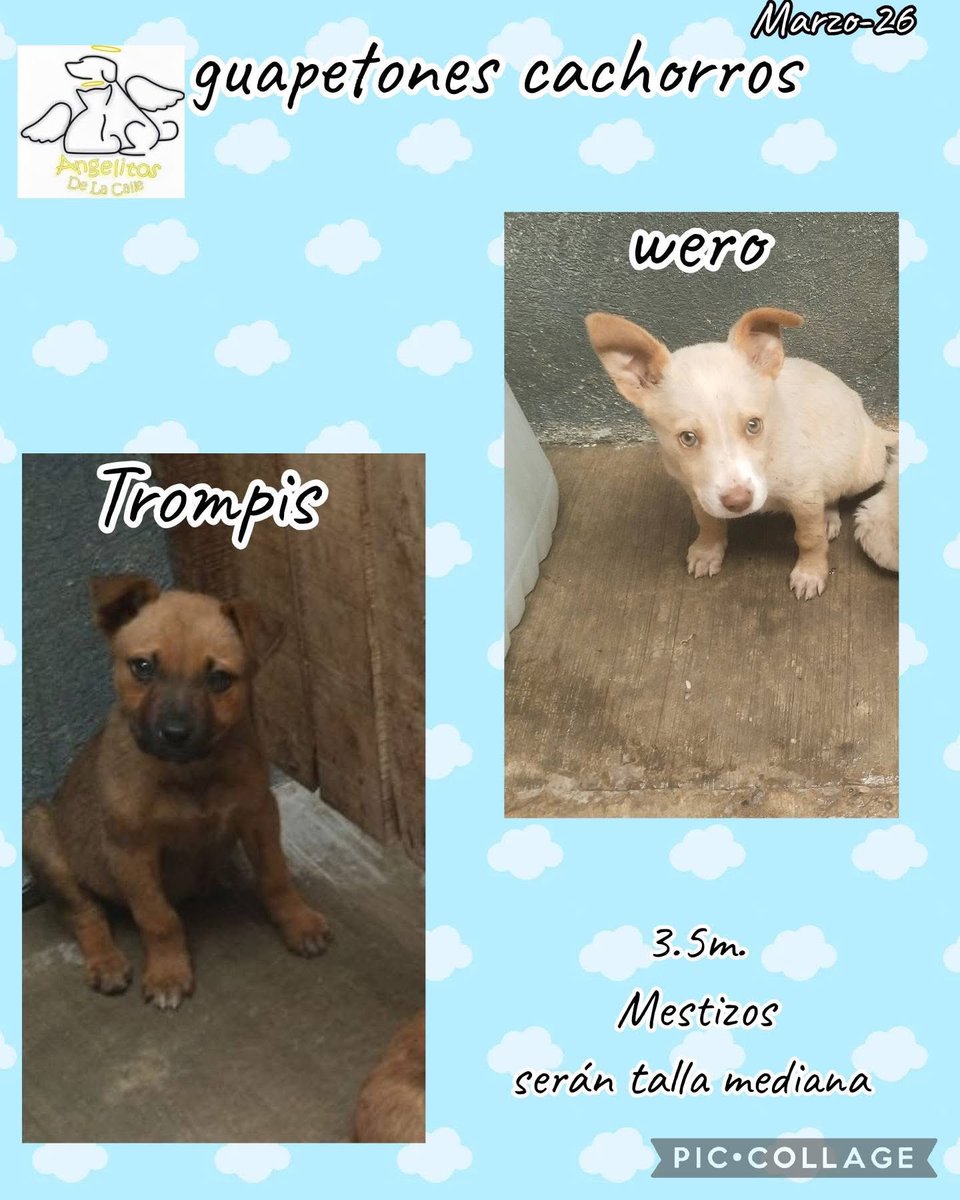 ANGIE COLUNGA tweet media