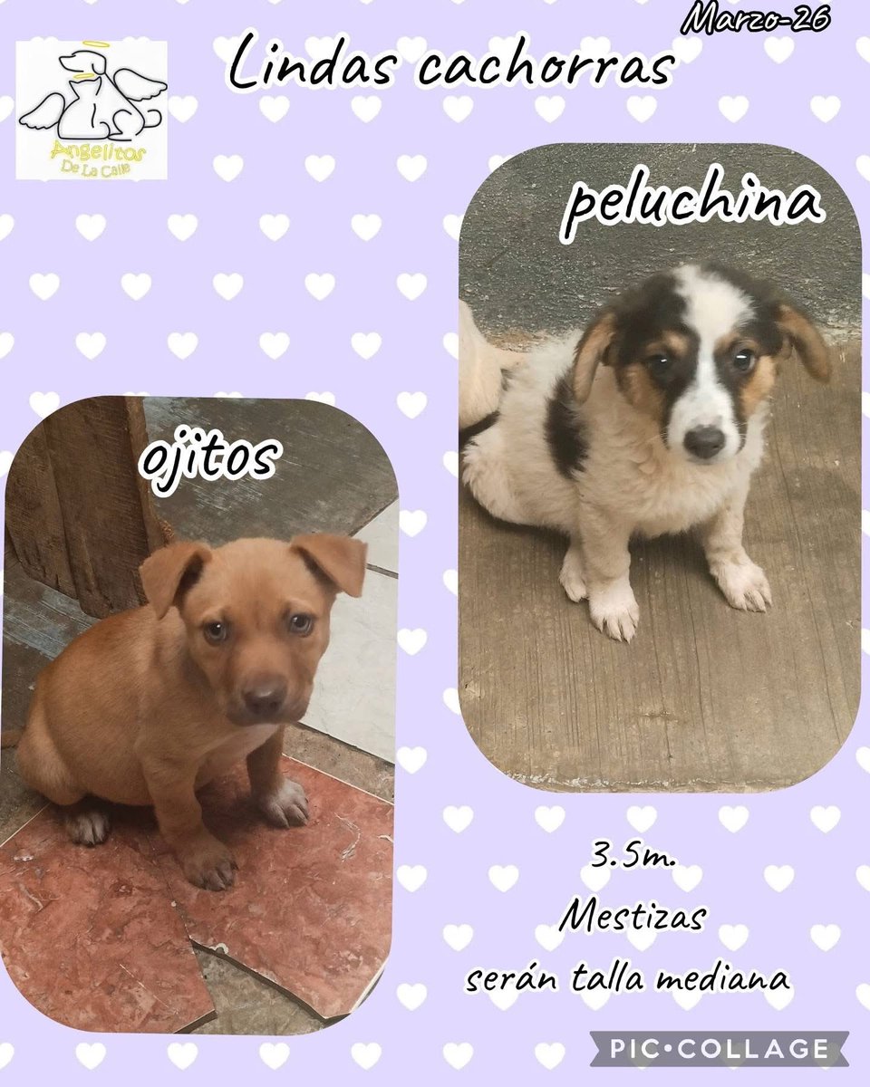 ANGIE COLUNGA tweet media