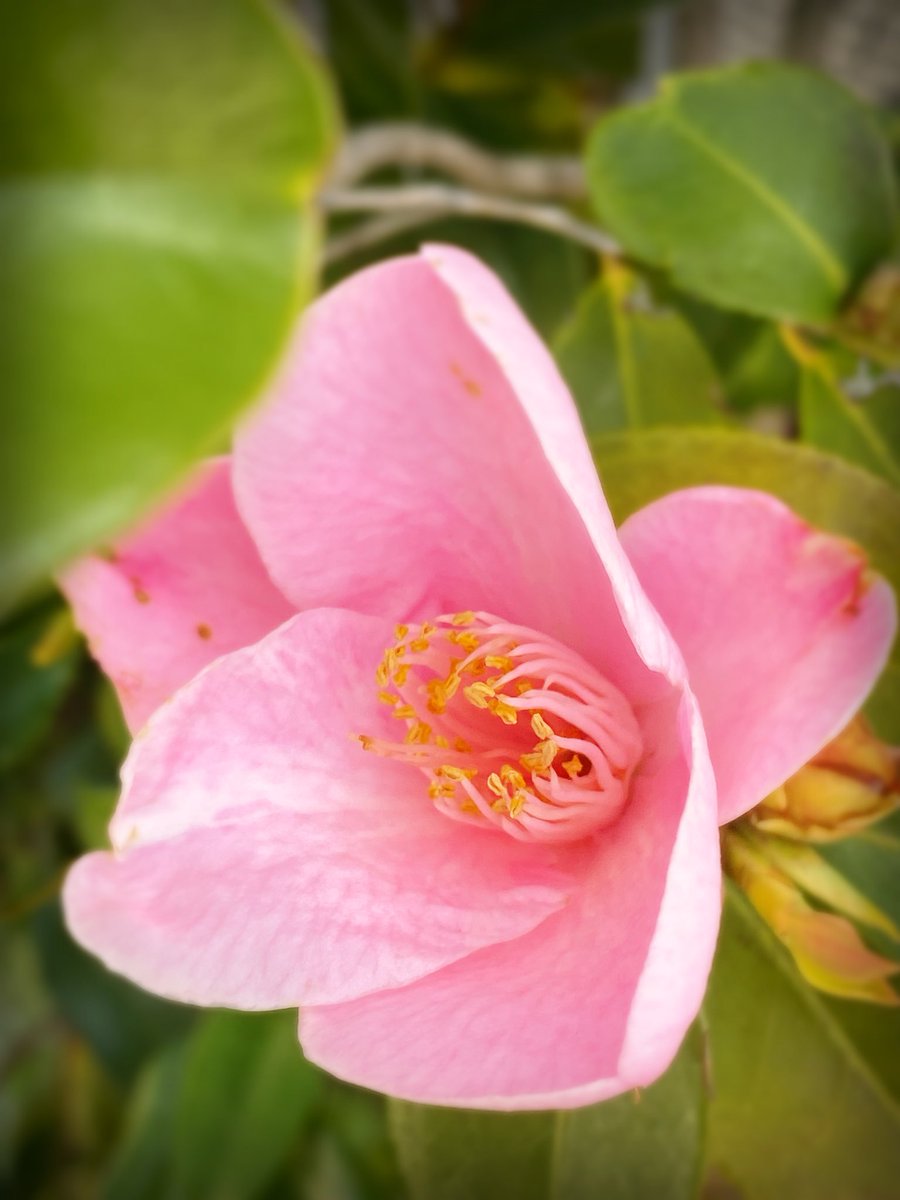 LOVEmarshmallow27💙 tweet media