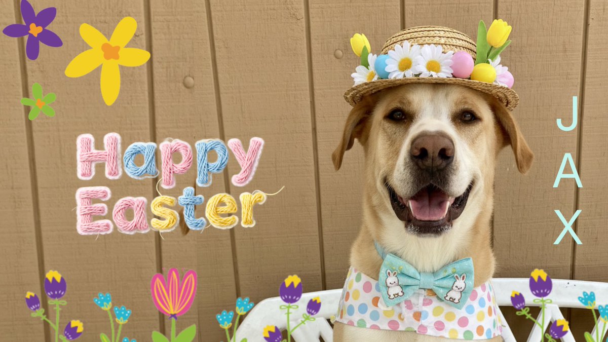 Pet Adoption Fund tweet media