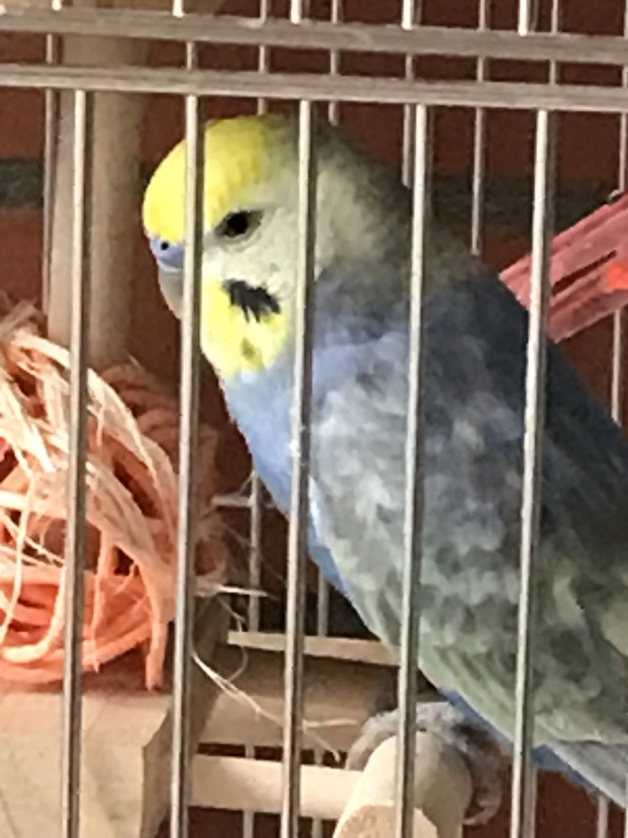 ふーちゃんとすーちゃんの顔黄色いチャンネル tweet media