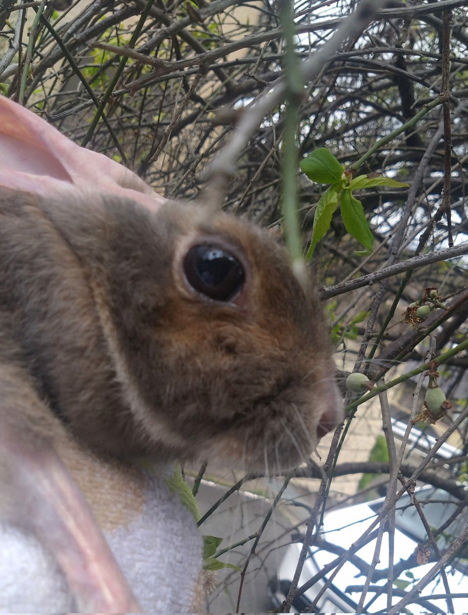 cyoko kinako(うさぎ🐰のチョコちゃん) tweet media