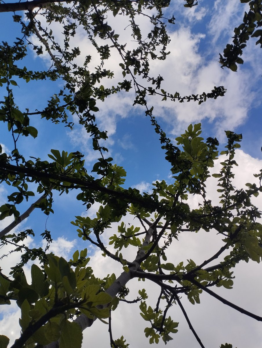 çekirdek tweet media