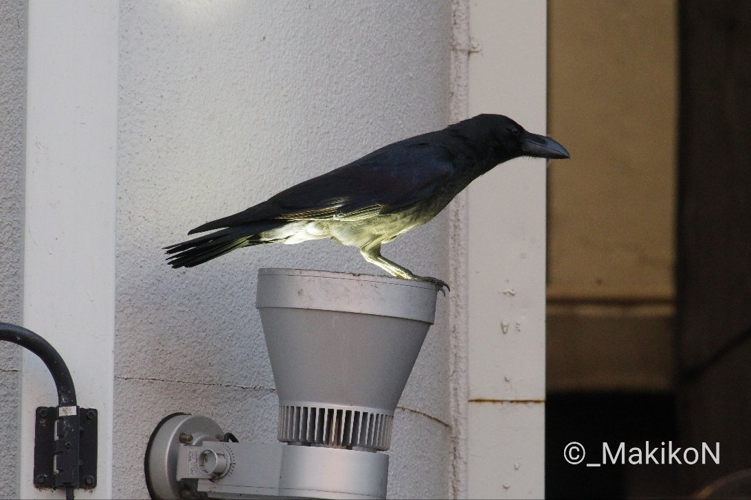 NPO法人札幌カラス研究会 tweet media