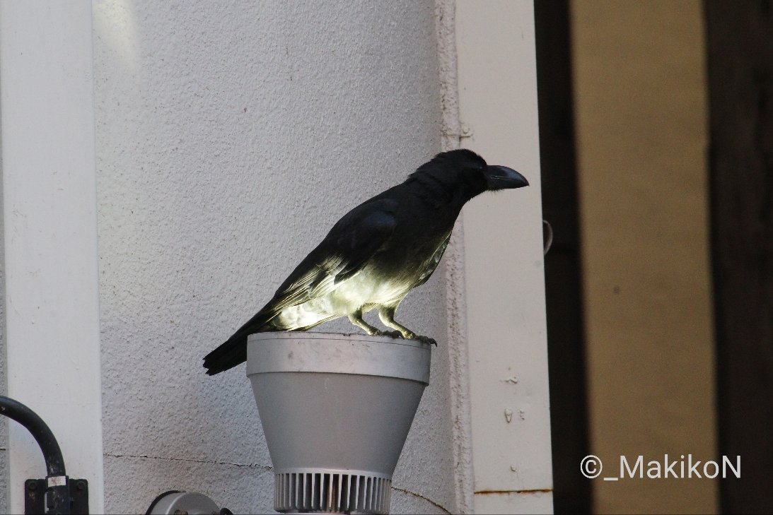 NPO法人札幌カラス研究会 tweet media