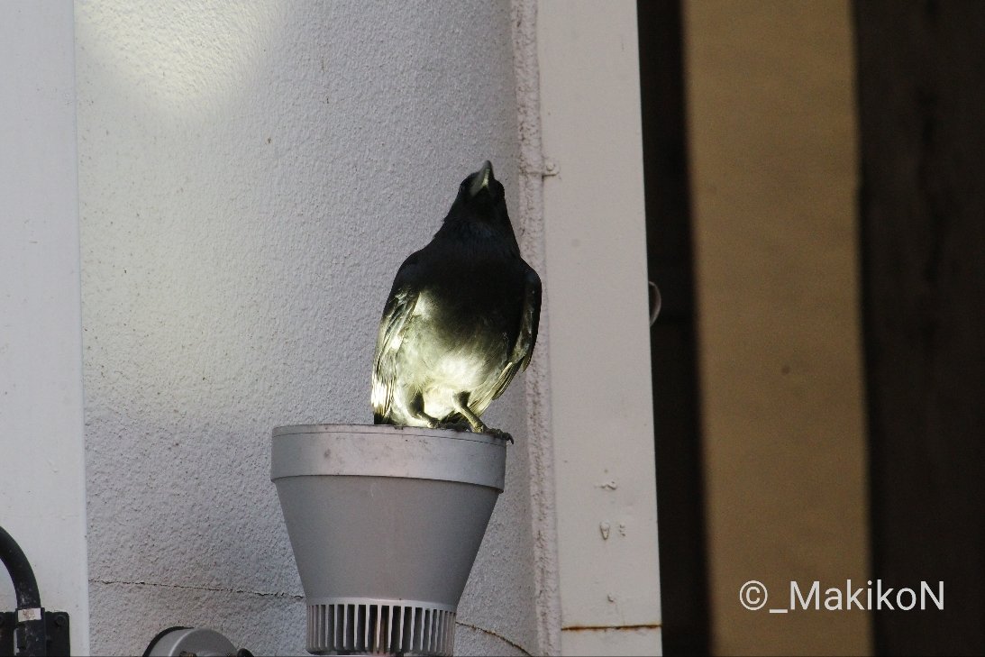 NPO法人札幌カラス研究会 tweet media
