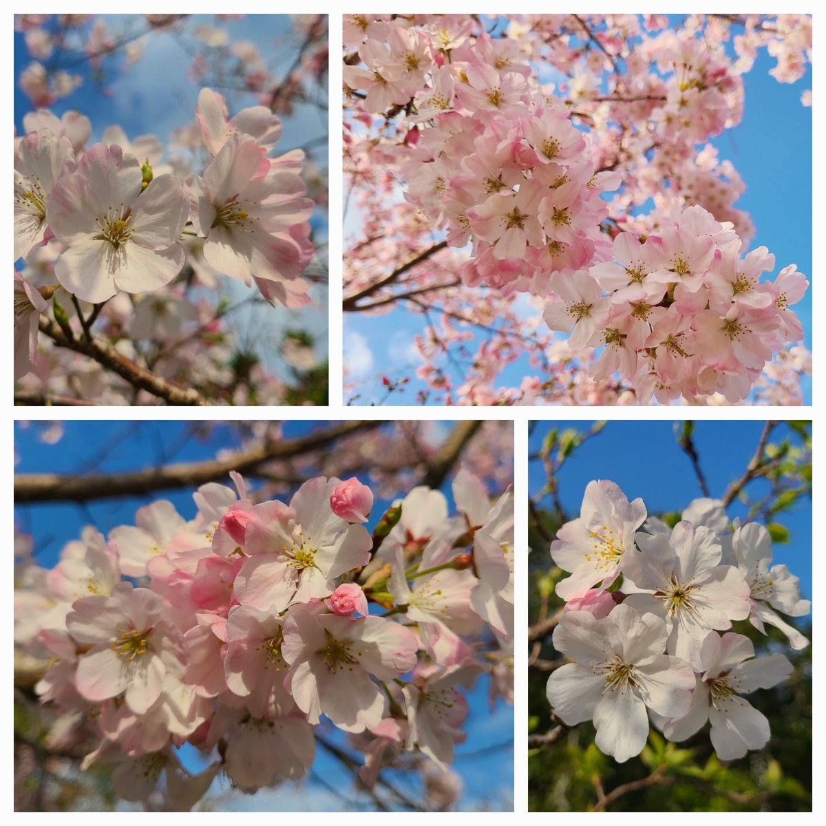 soma☘️ tweet media