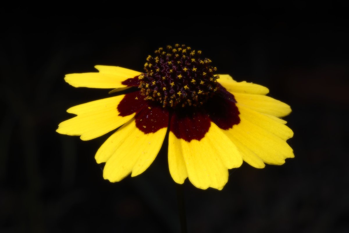 井上浩行 tweet media