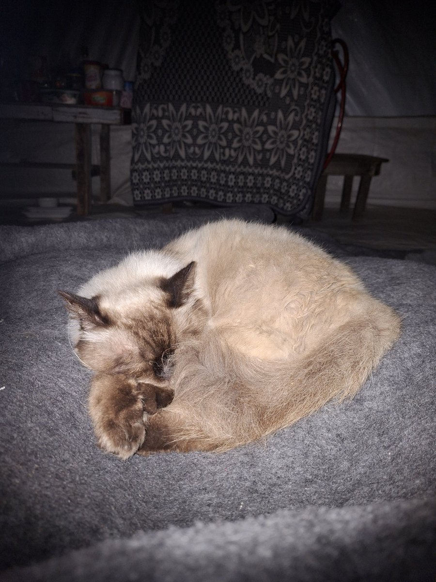 Mustafa𓂆 tweet media