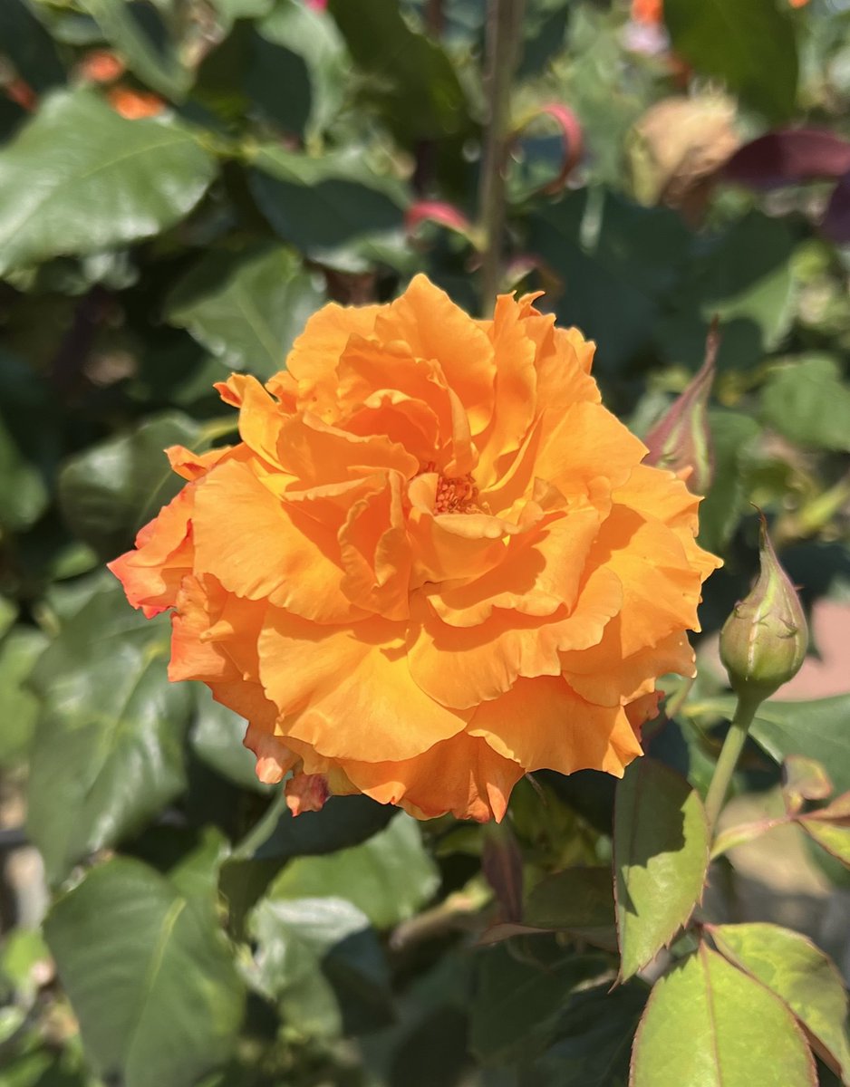 ︎𖧧 西沢 春海 tweet media