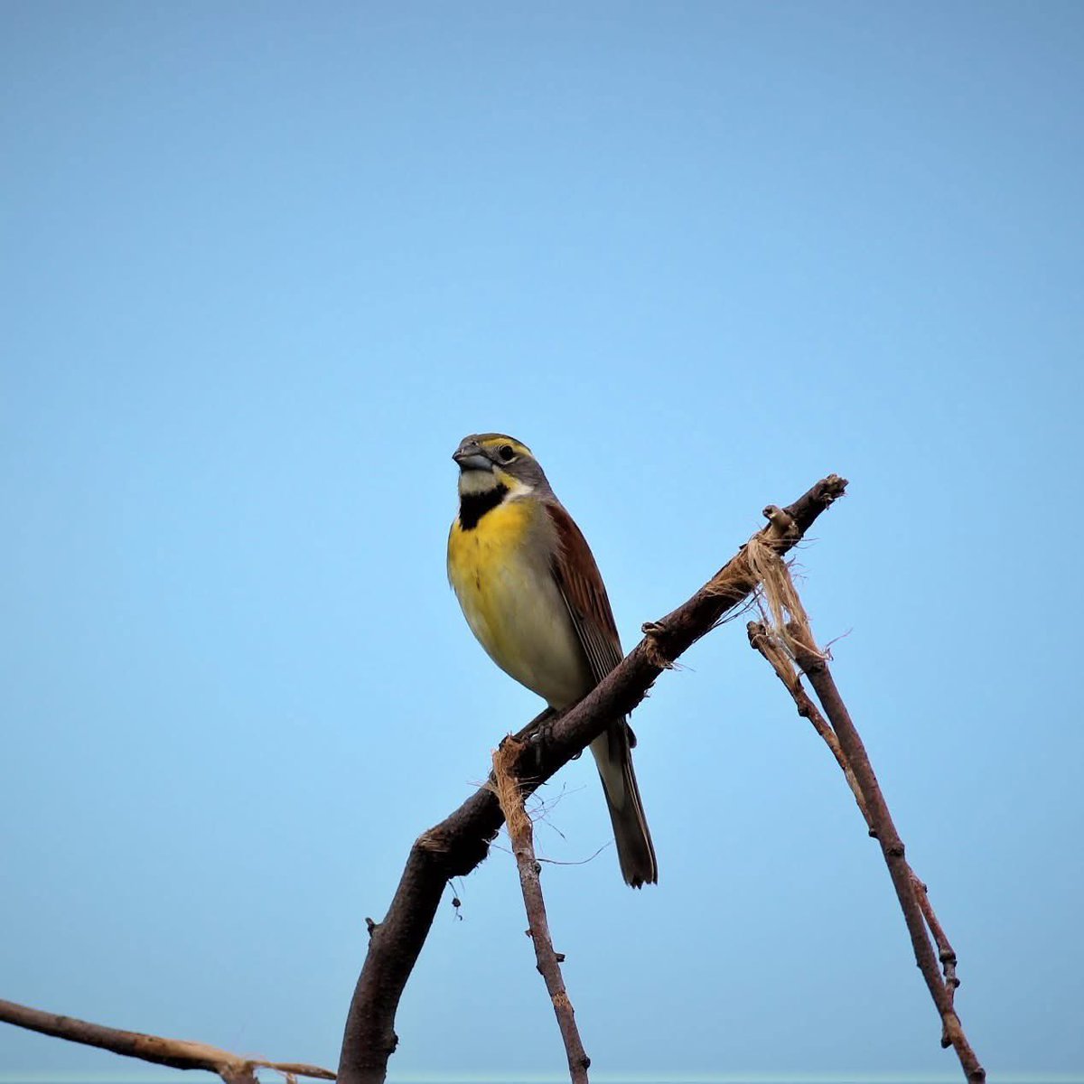 Mequon Nature Preserve tweet media