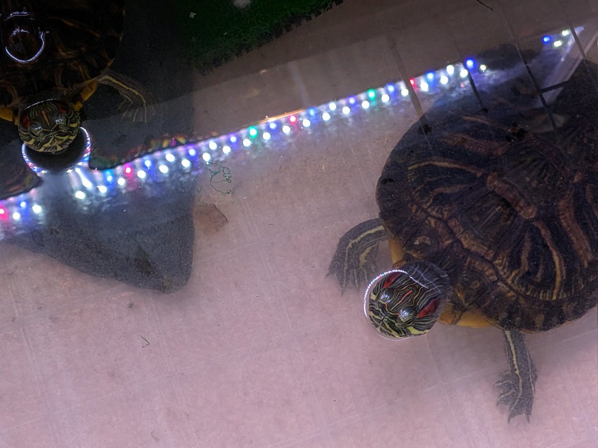 わだまう(黄緑亀)🐢 tweet media