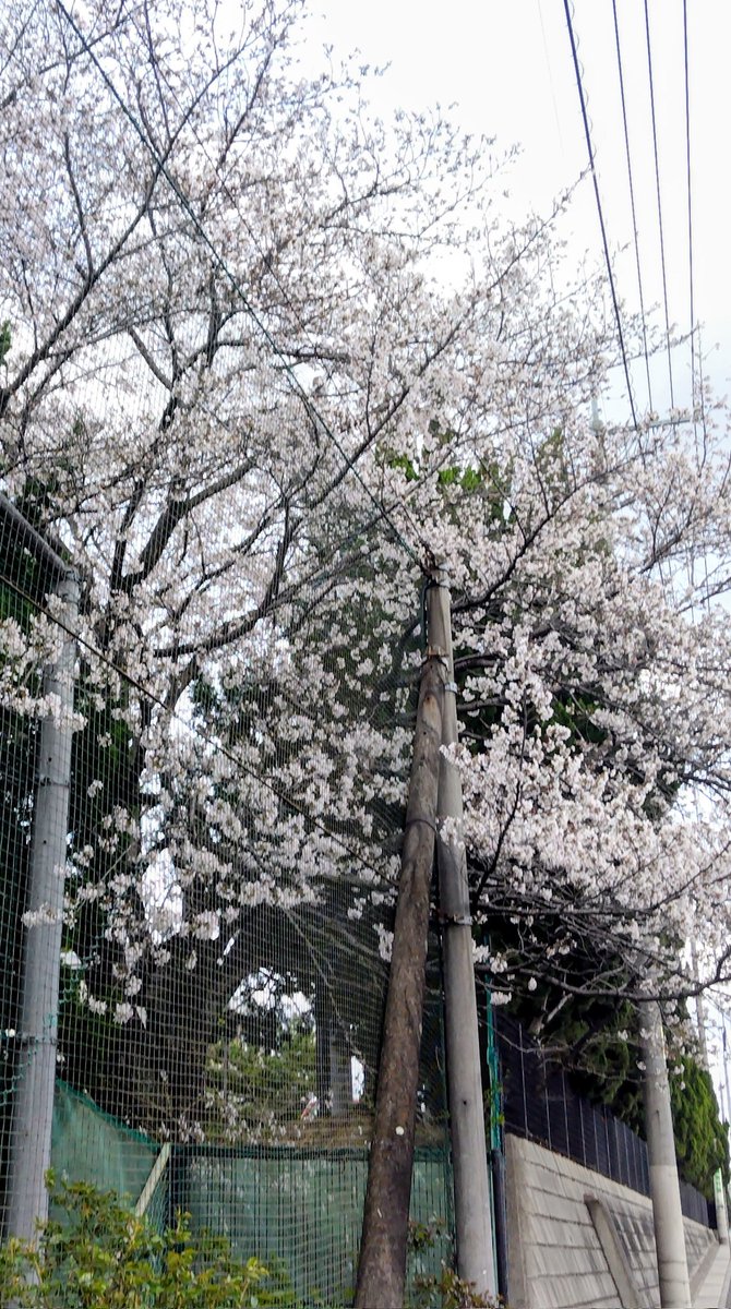 ノブリン tweet media