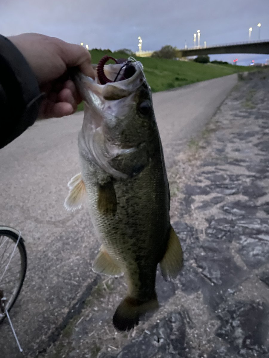 ホッシー OSAKA tweet media