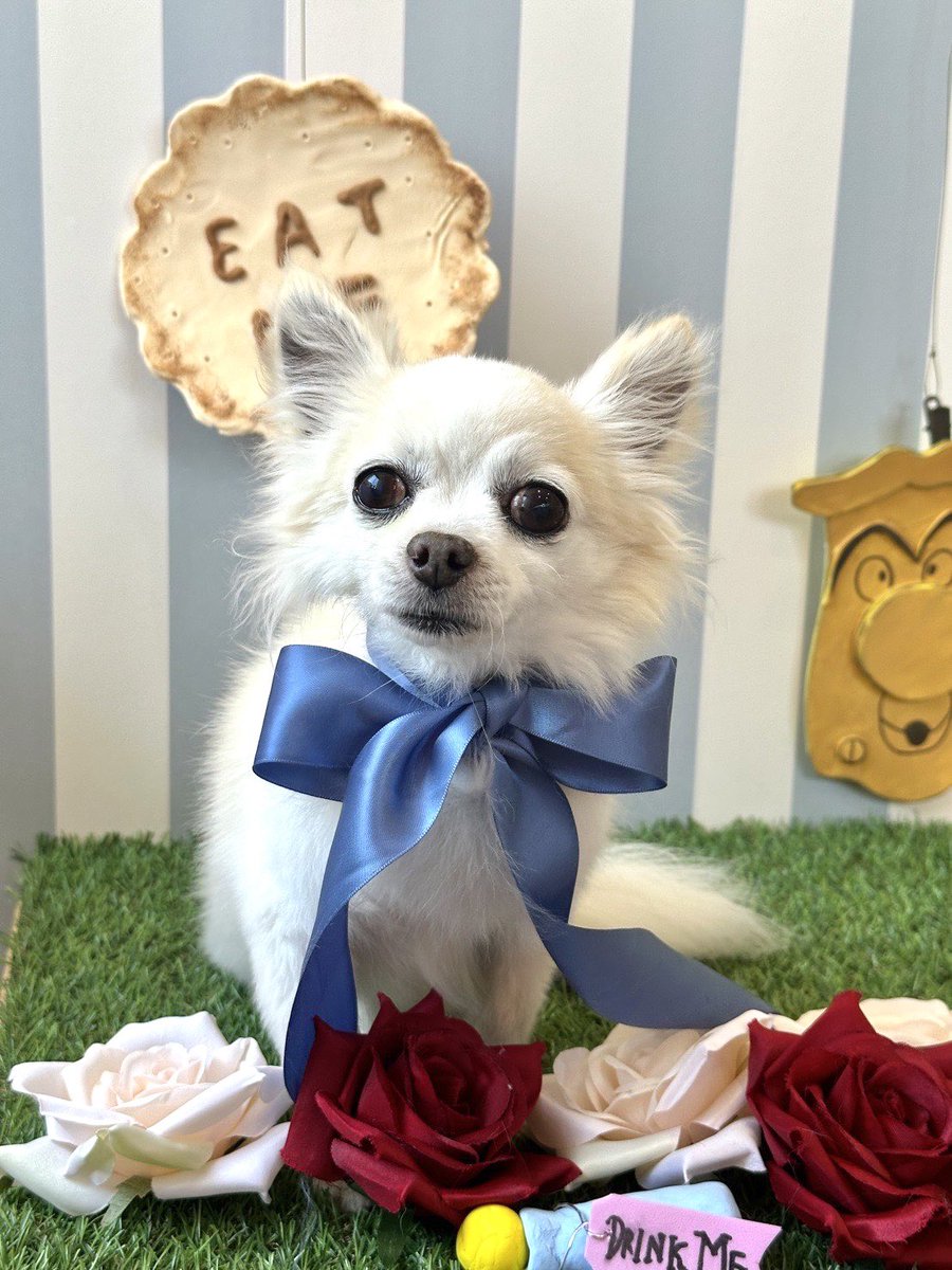 Leon2019_4's tweet image. 4月です♪
新しい年度の始まり。
新しい環境に早く慣れようと気を張りがち。好きな事でリフレッシュして、ストレスを溜めないことが大切ですね😊
今月もよろしくお願いします🙇‍♀️
#チワワ　#犬　#ペット　#保護犬