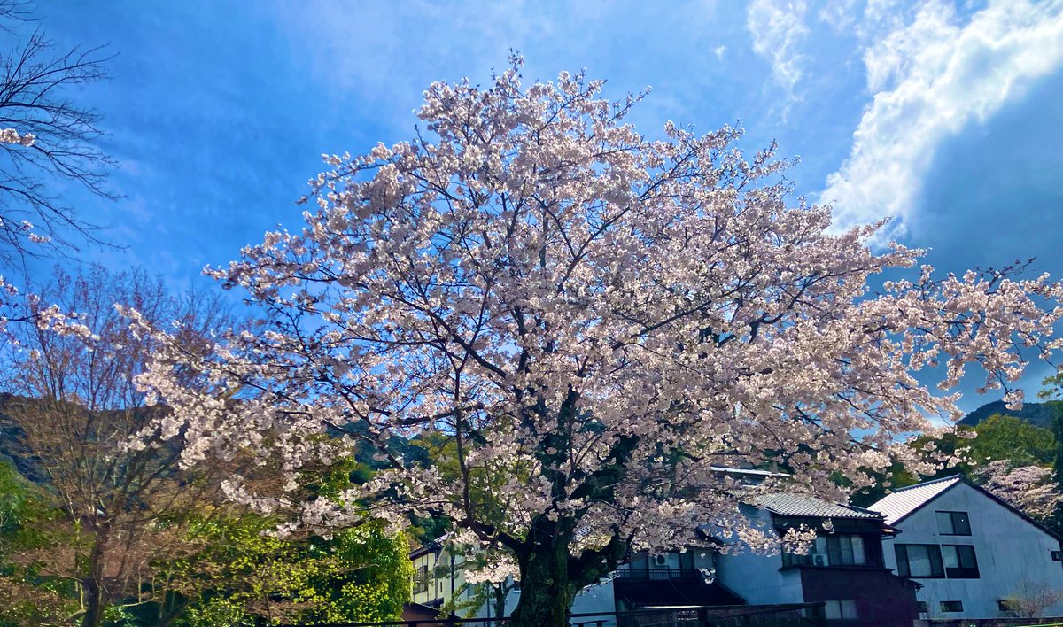 おとそ｜石田 朋久@特定社労士 tweet media