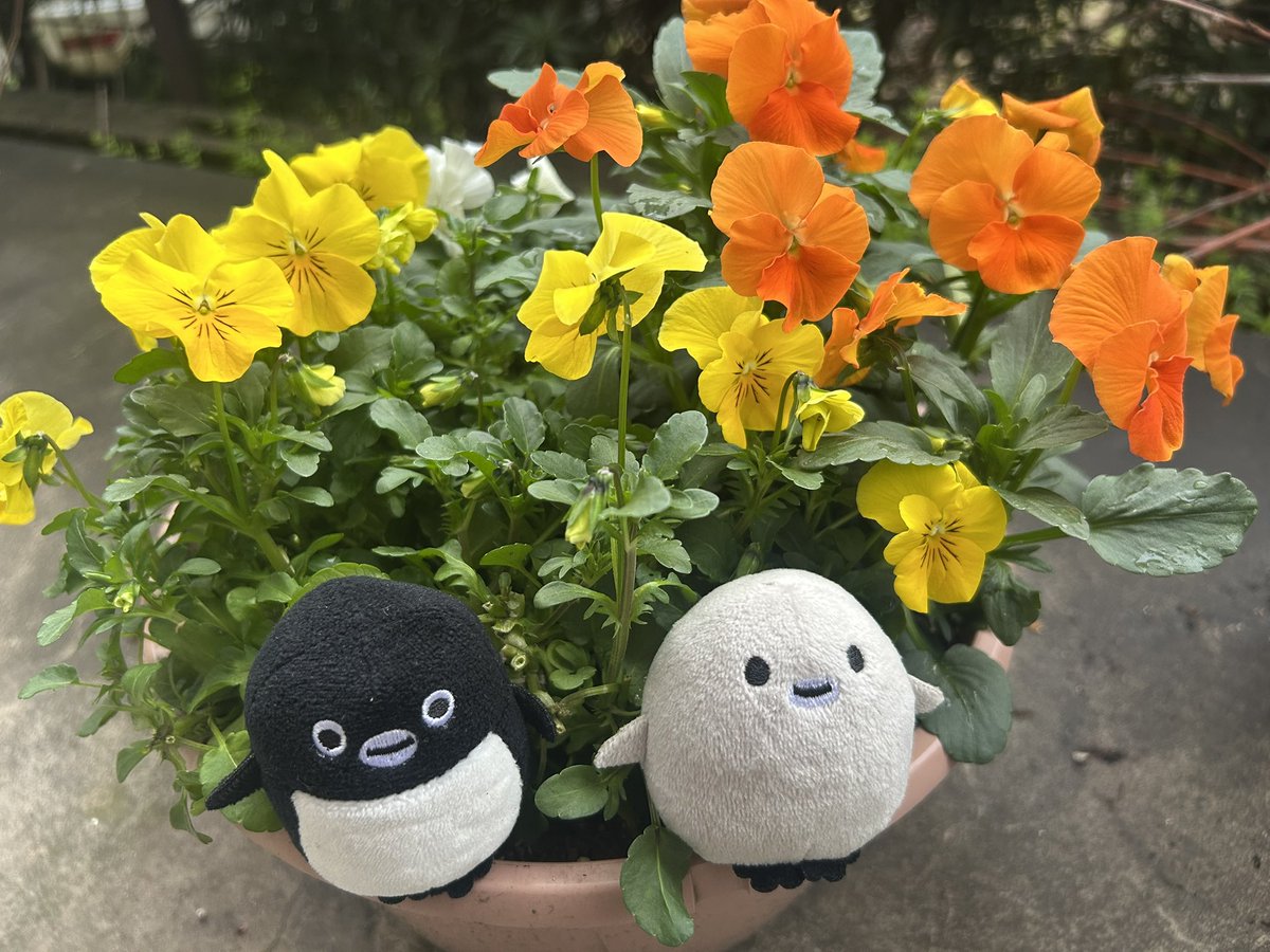 ほしの tweet media