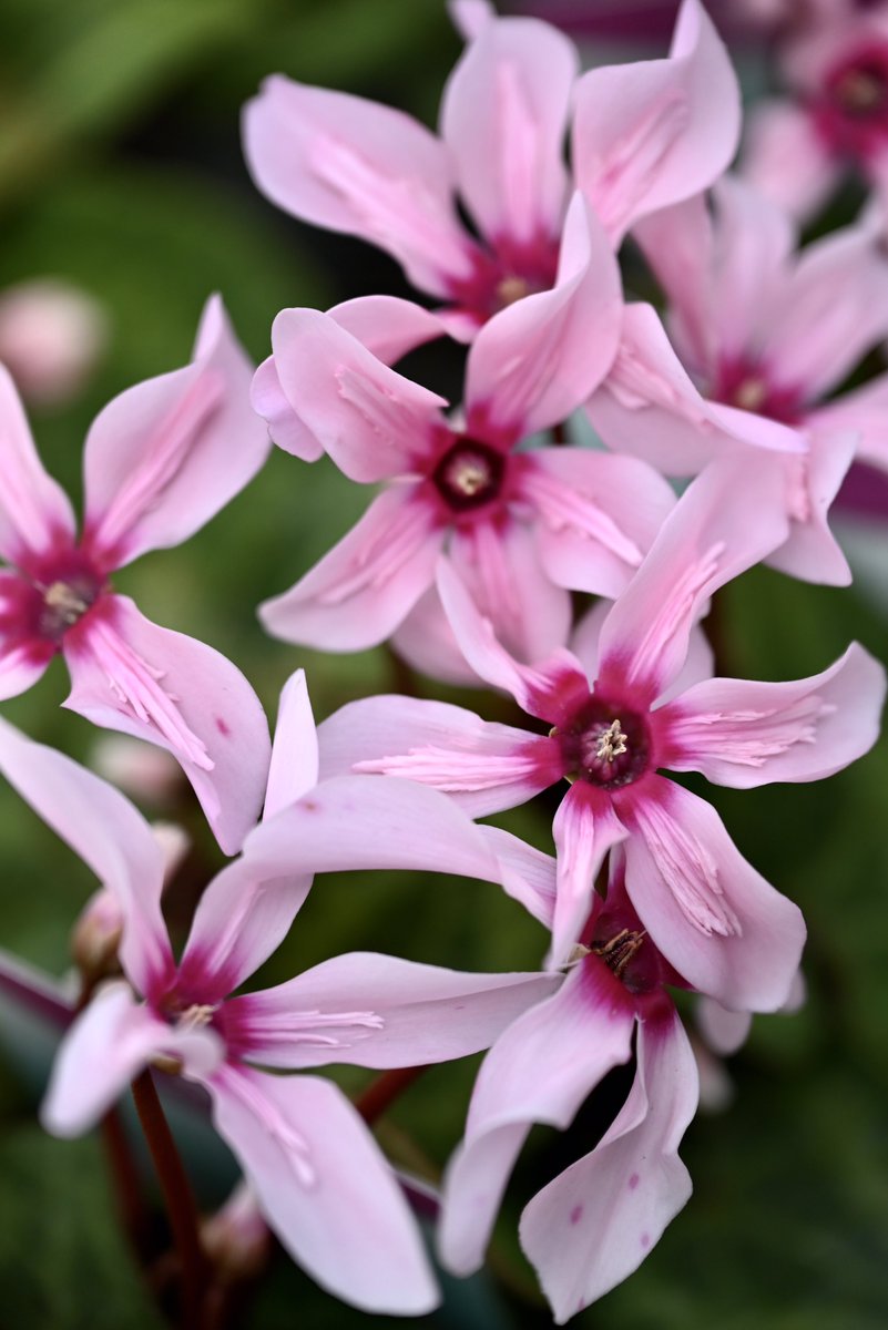 はむぴよ🐥⸒⸒ﾃｺﾃｺ tweet media