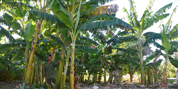 Banana-growing Center in #Guantanamo Still Recovering its Production radioguantanamo.icrt.cu/english/banana… #Guantánamo #Cuba