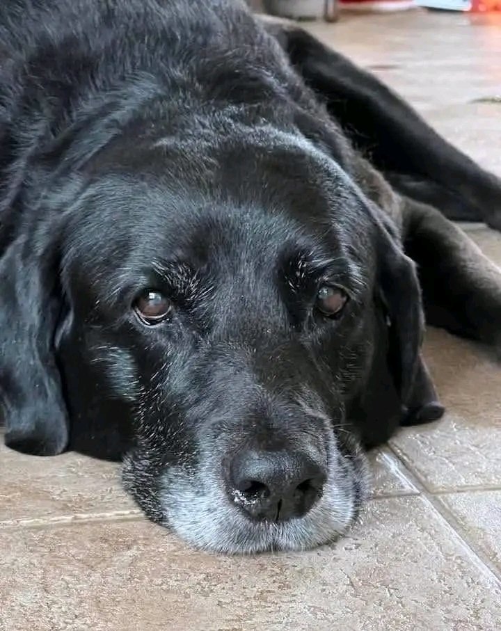 Doggy Mix tweet media