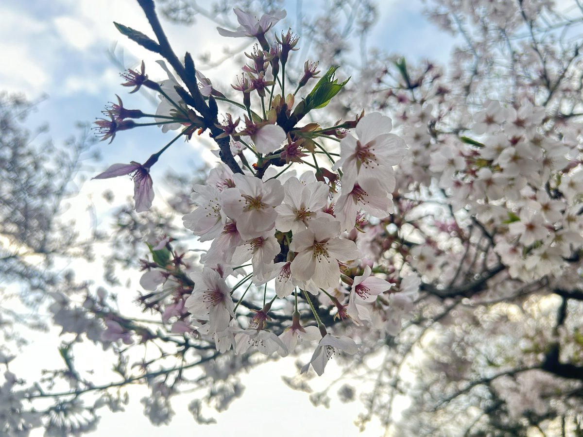 ほしの tweet media