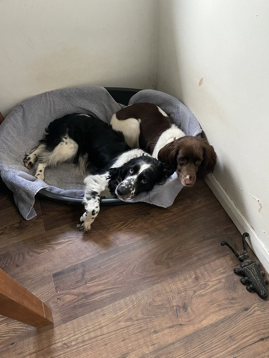 Albertspanners Dad tweet media