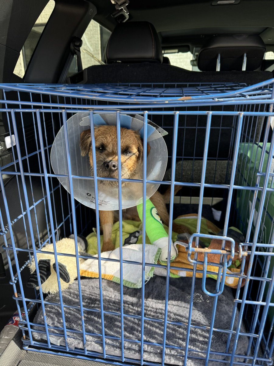 Ollie! (Filling the pawsteps of Pip🌈) tweet media