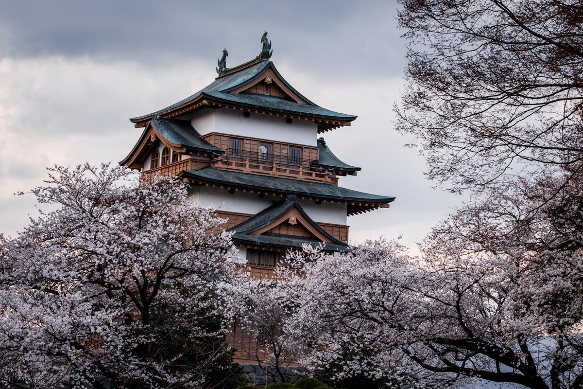 わだまう(黄緑亀)🐢 tweet media