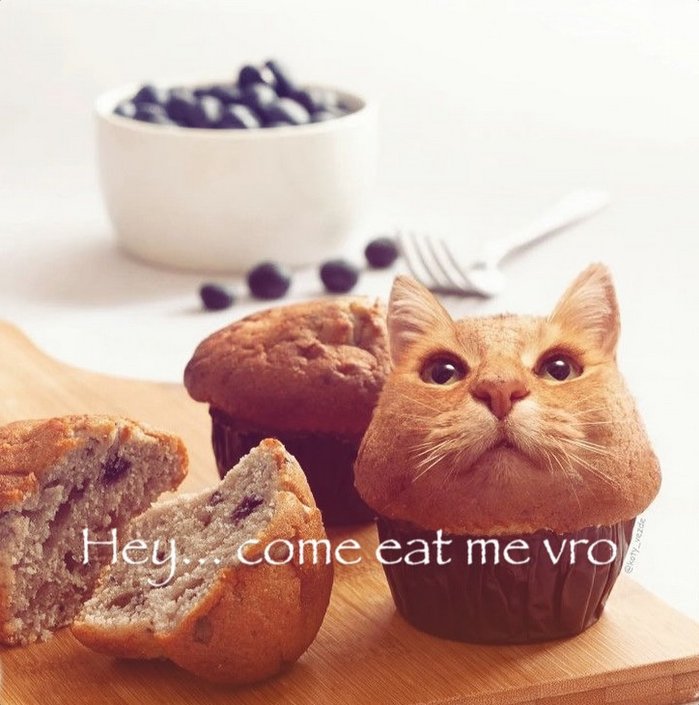 Daily Cat Posting tweet media