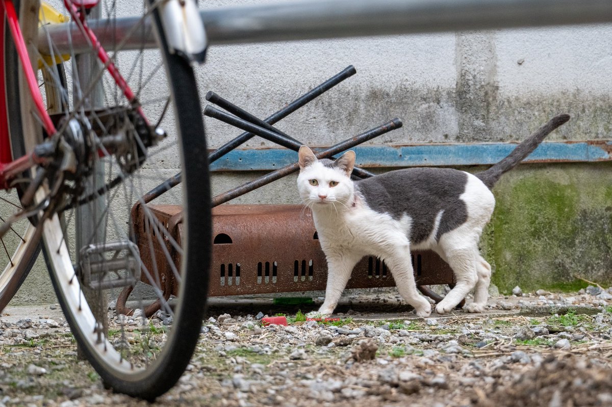 🐈りーろい🐈 tweet media